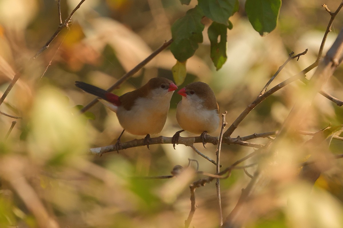 Fawn-breasted Waxbill - ML641300692