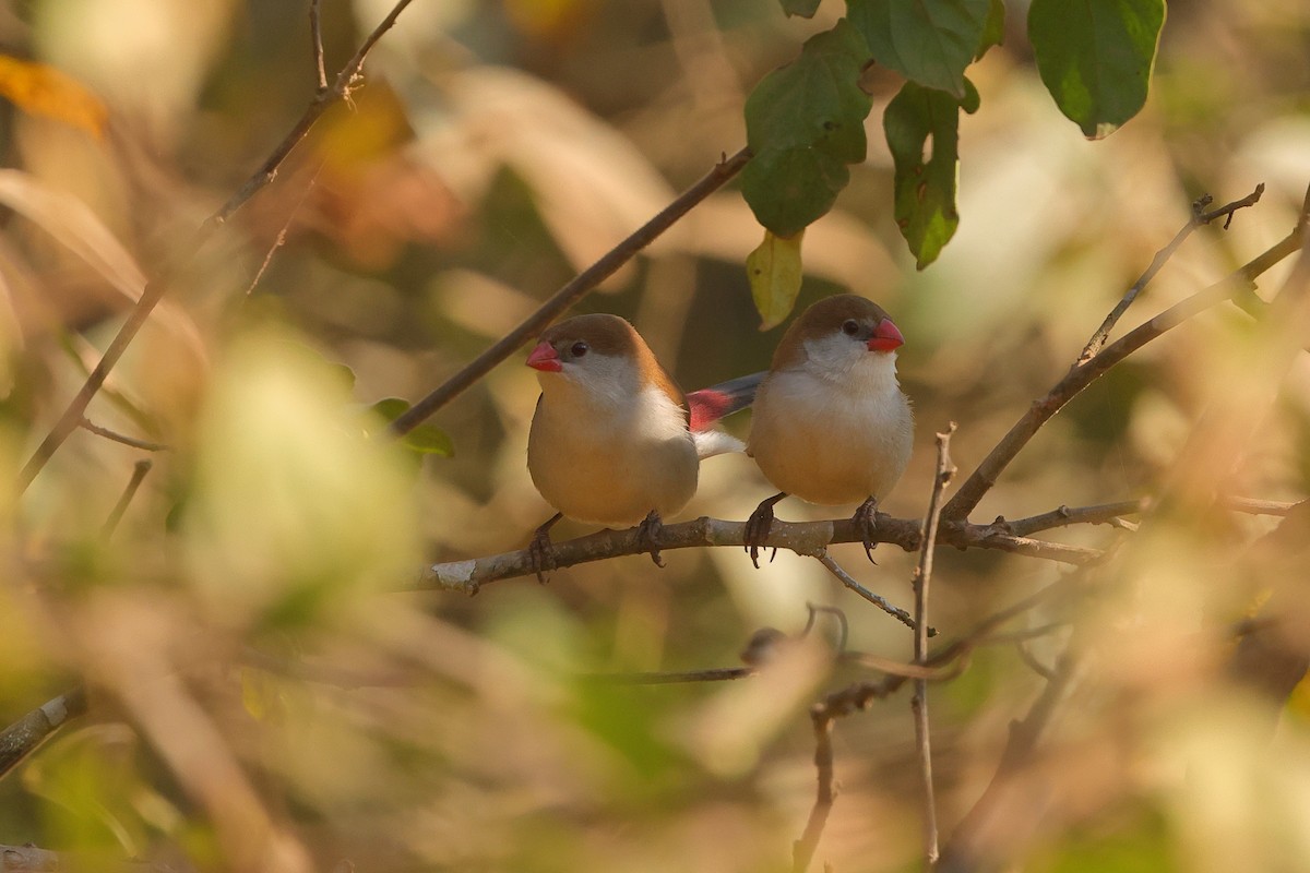 Fawn-breasted Waxbill - ML641300693