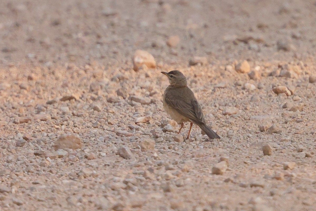 Plain-backed Pipit - ML641300705