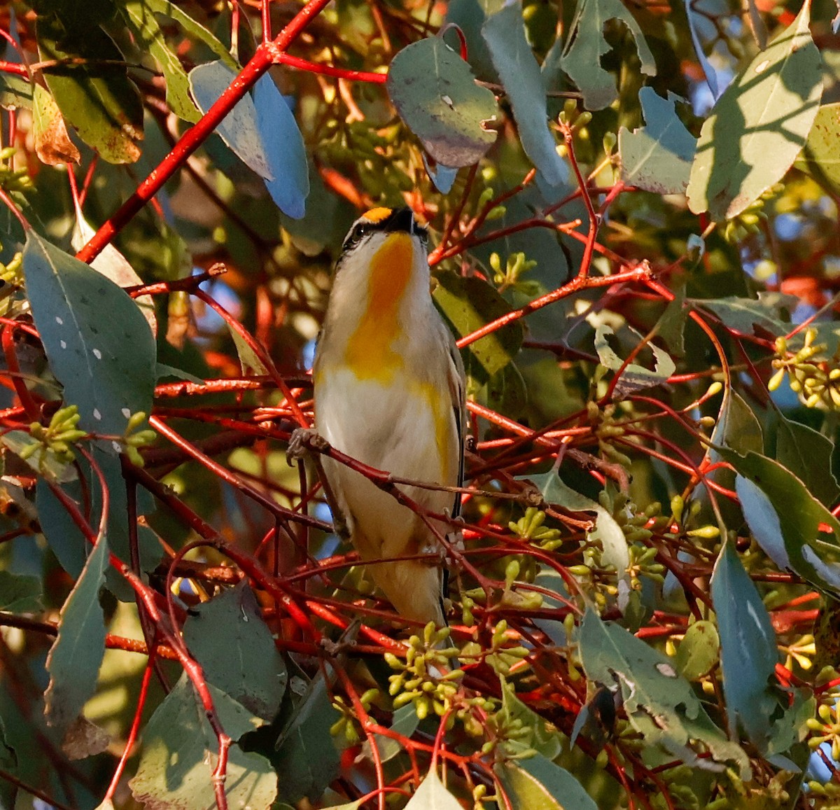 キボシホウセキドリ - ML641300737