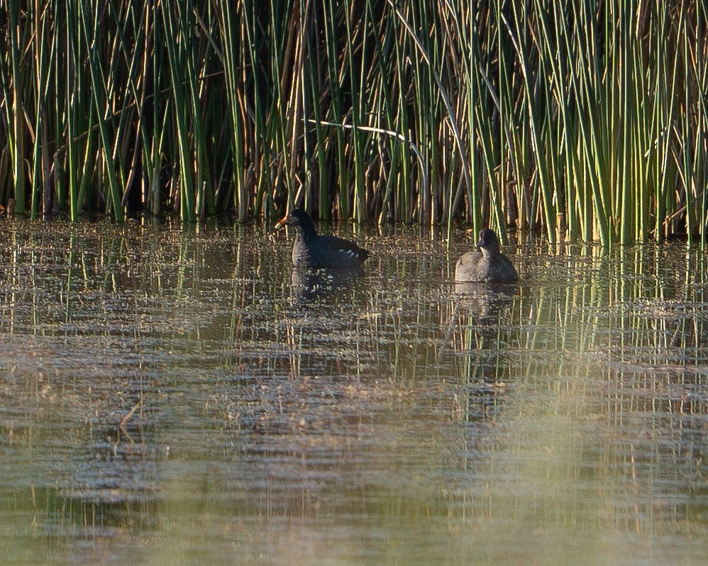 Common Gallinule - ML641300780