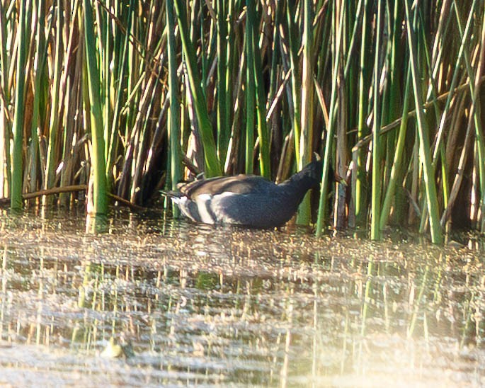Common Gallinule - ML641300788