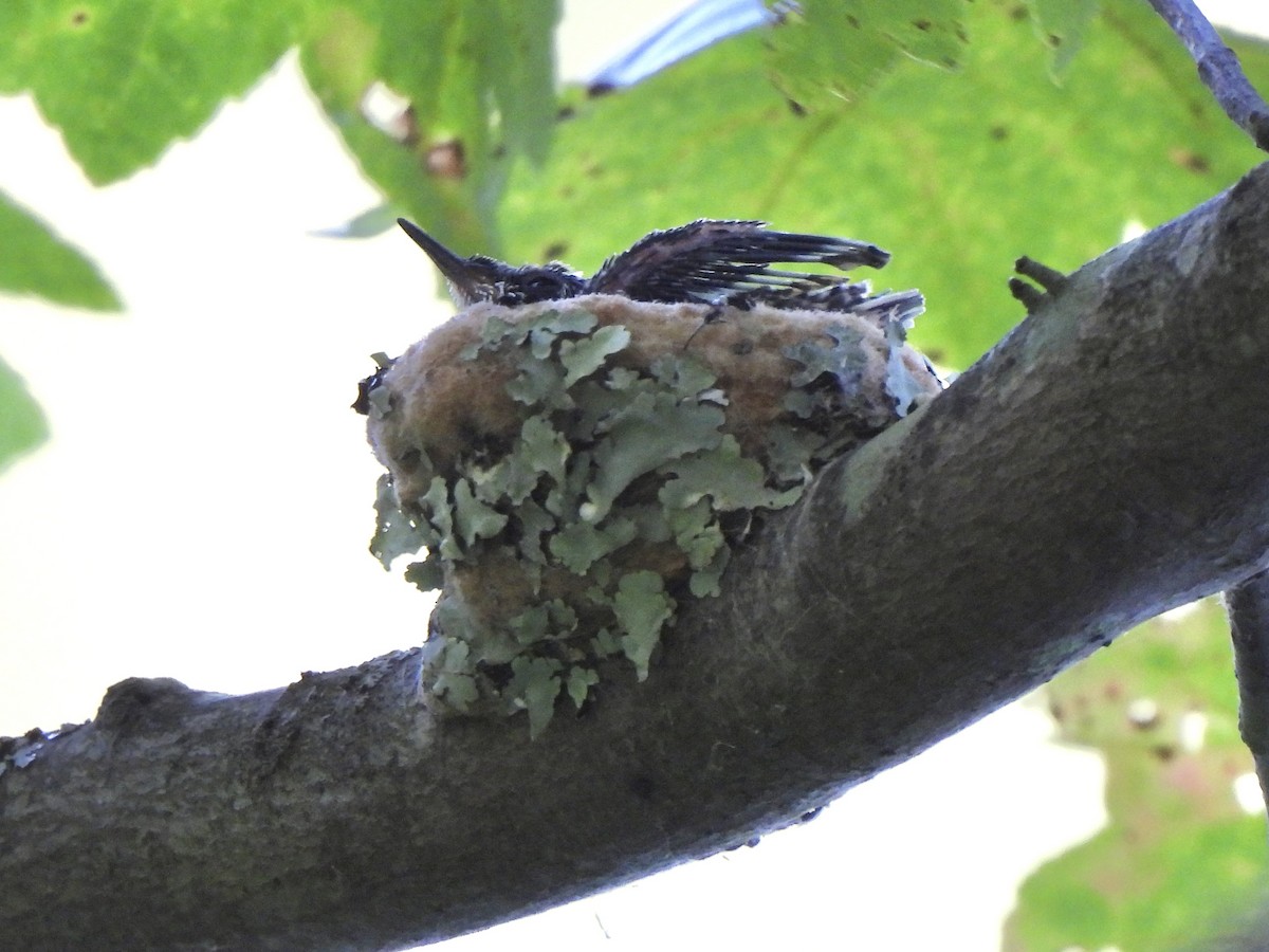 Yakut Boğazlı Kolibri - ML641300808