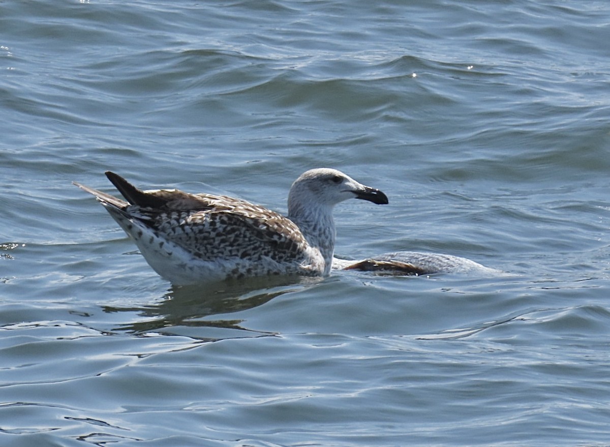 Great Black-backed Gull - ML641300856