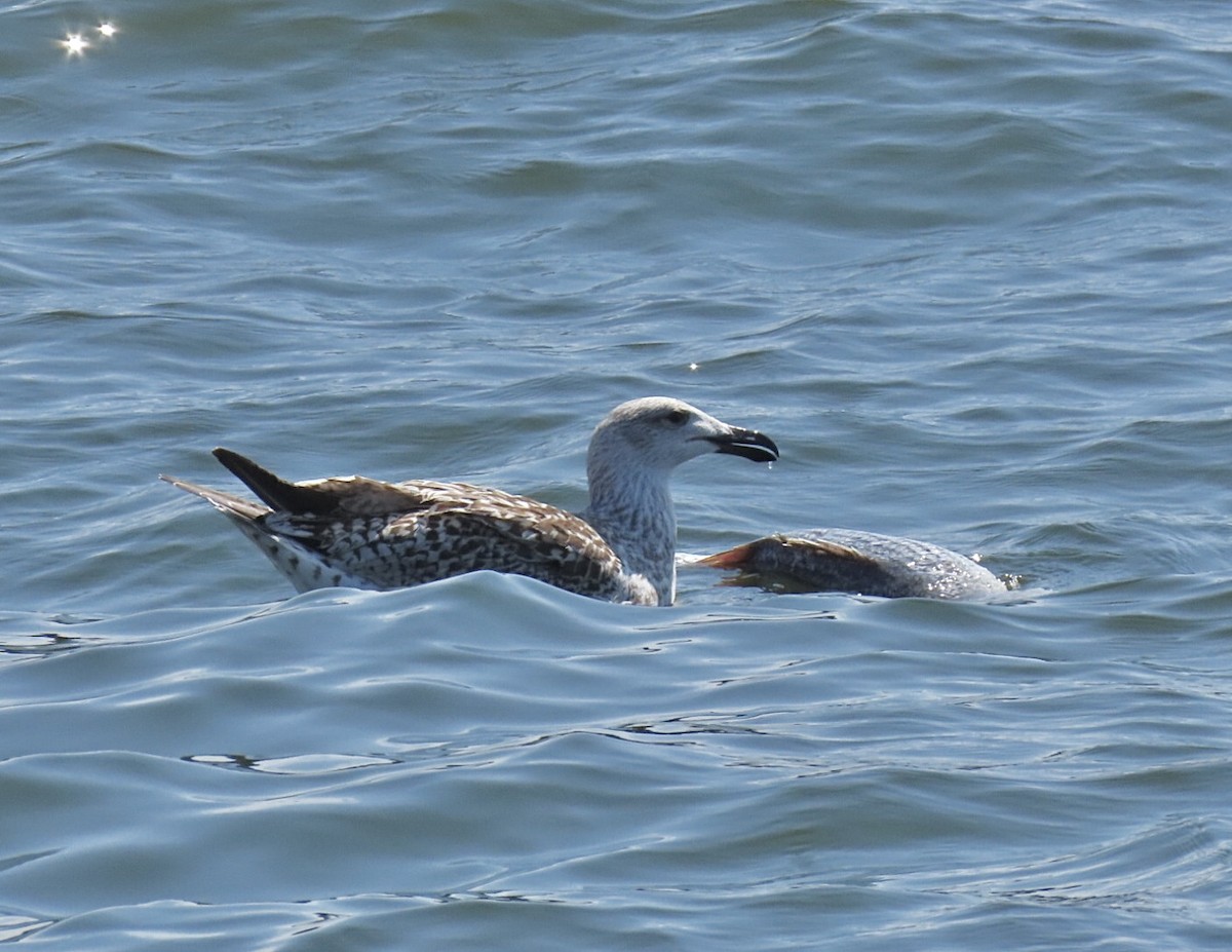 Great Black-backed Gull - ML641300857