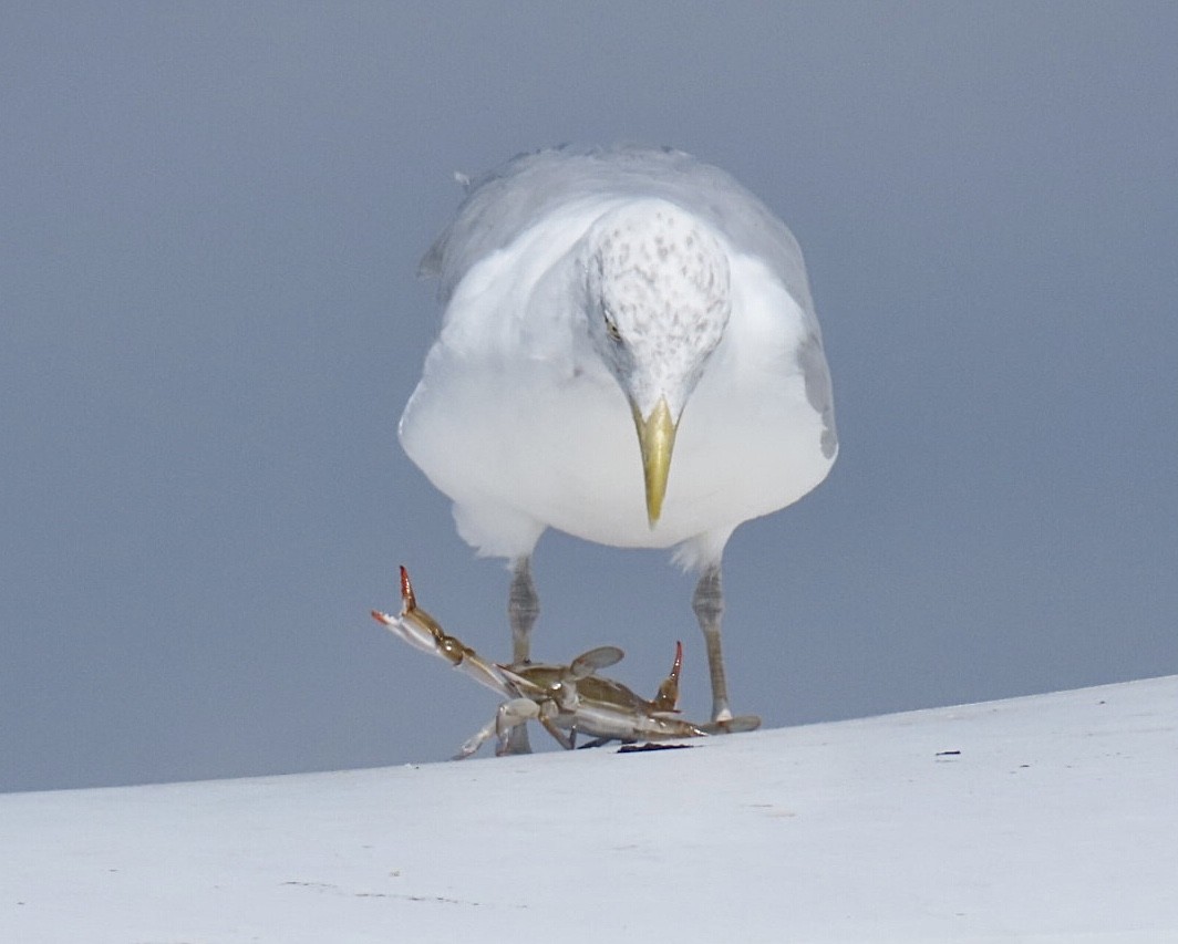 American Herring Gull - ML641300869