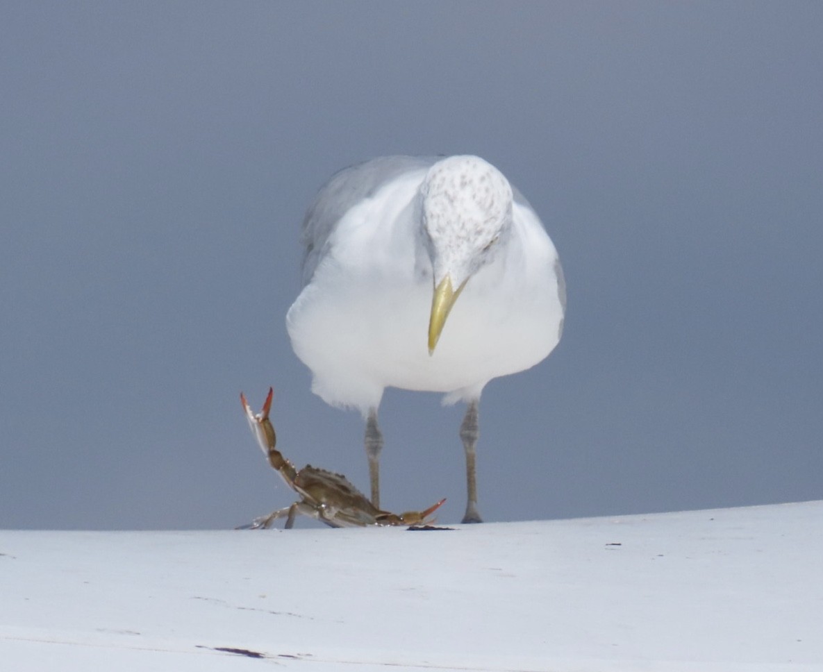 American Herring Gull - ML641300870
