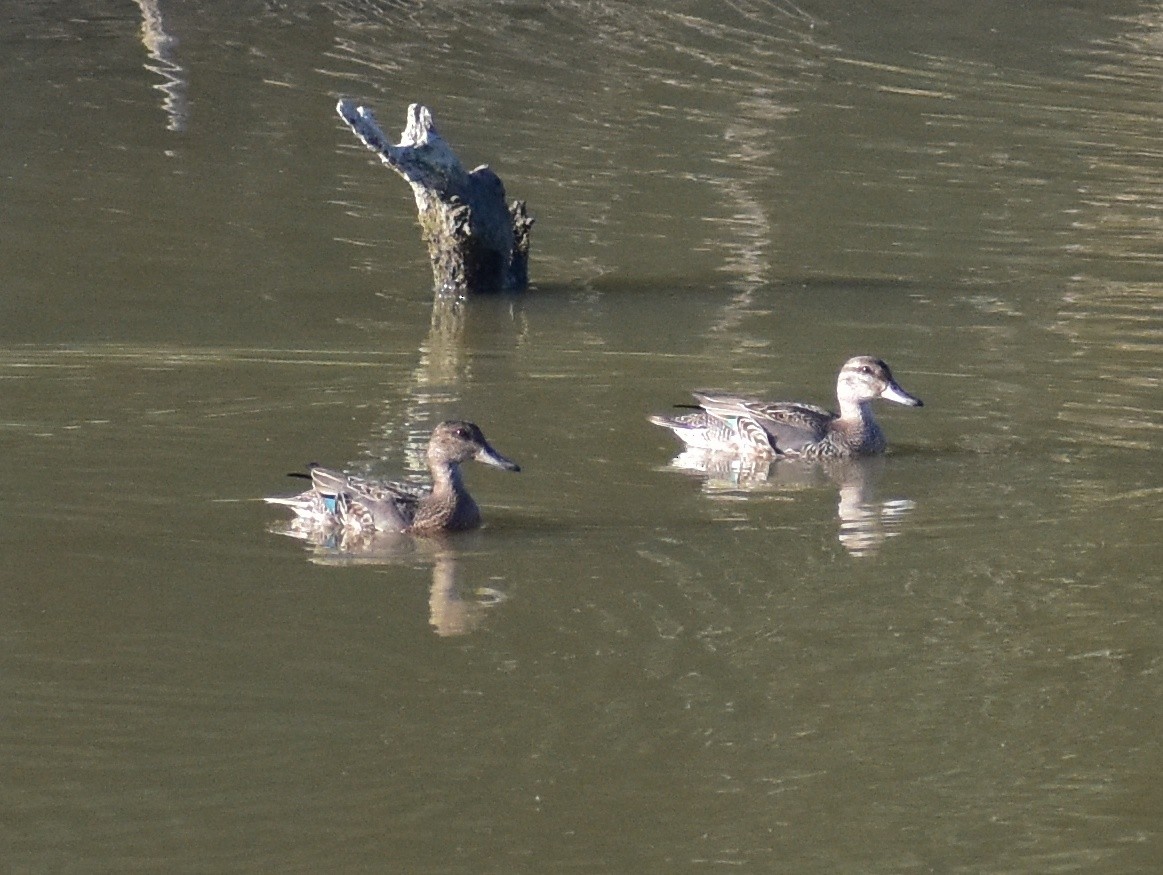 Green-winged Teal - ML641300871