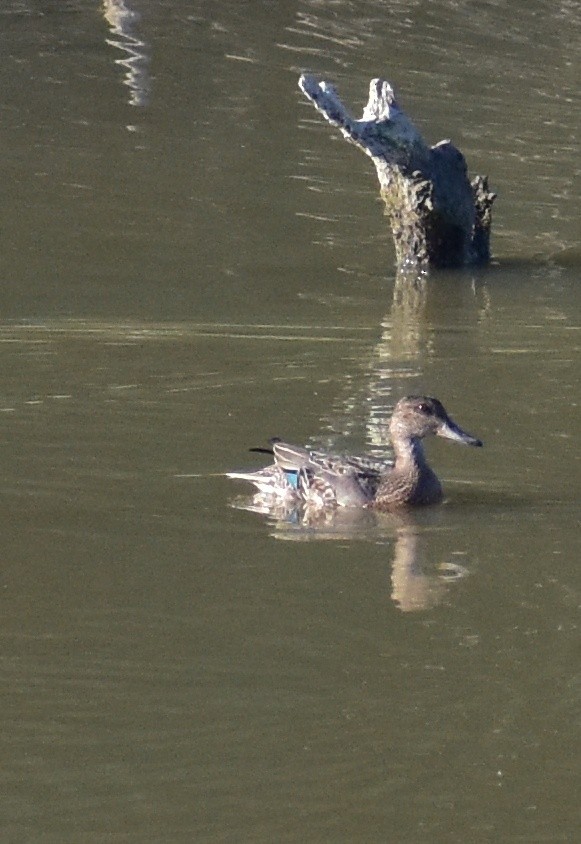 Green-winged Teal - ML641300876