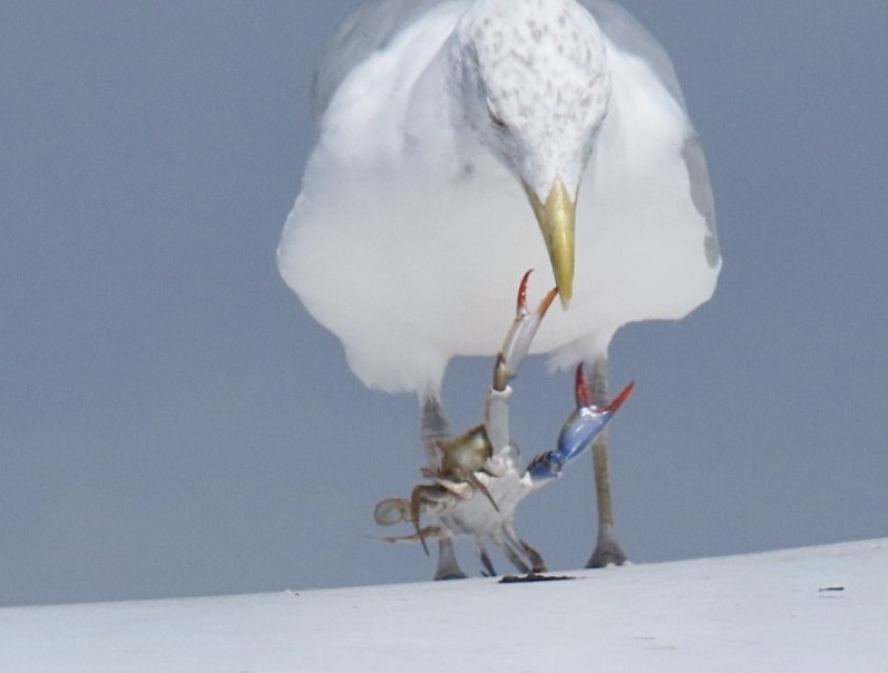 American Herring Gull - ML641300880