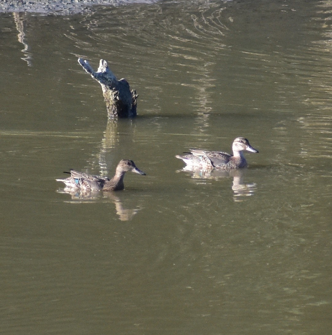 Green-winged Teal - ML641300882