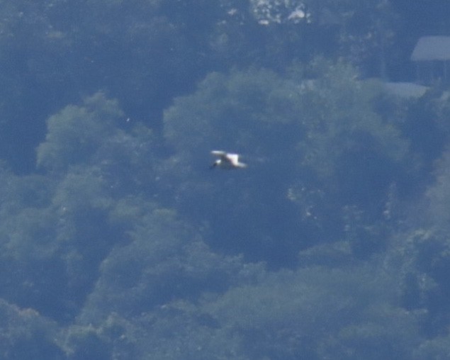 Forster's Tern - ML641300884