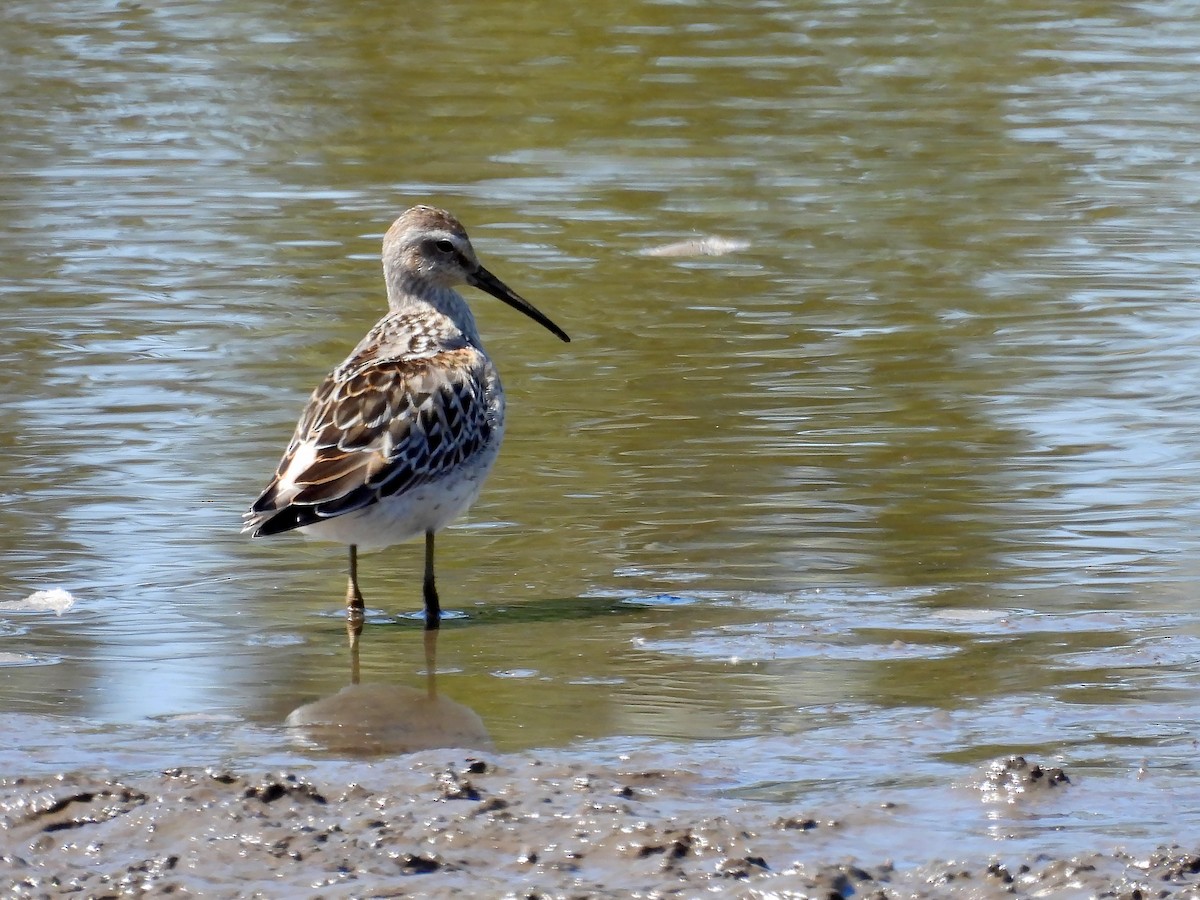 Stilt Sandpiper - ML641300914