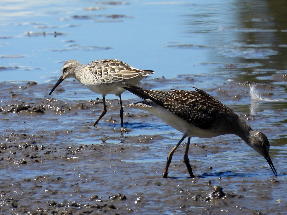 Stilt Sandpiper - ML641300915