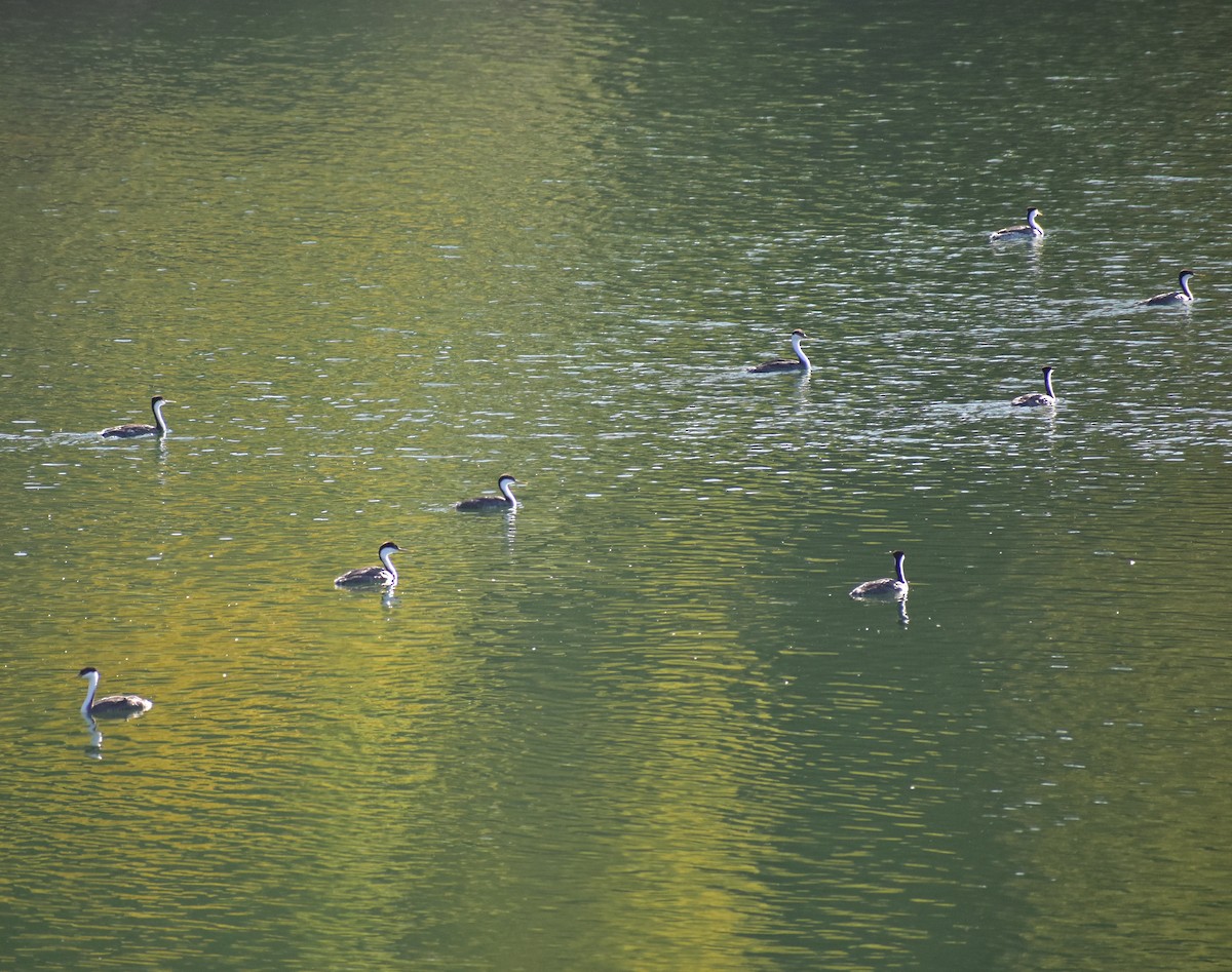 Western Grebe - ML641300986