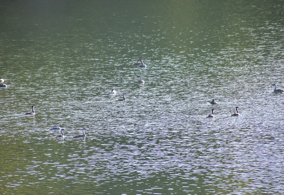 Western Grebe - ML641300993