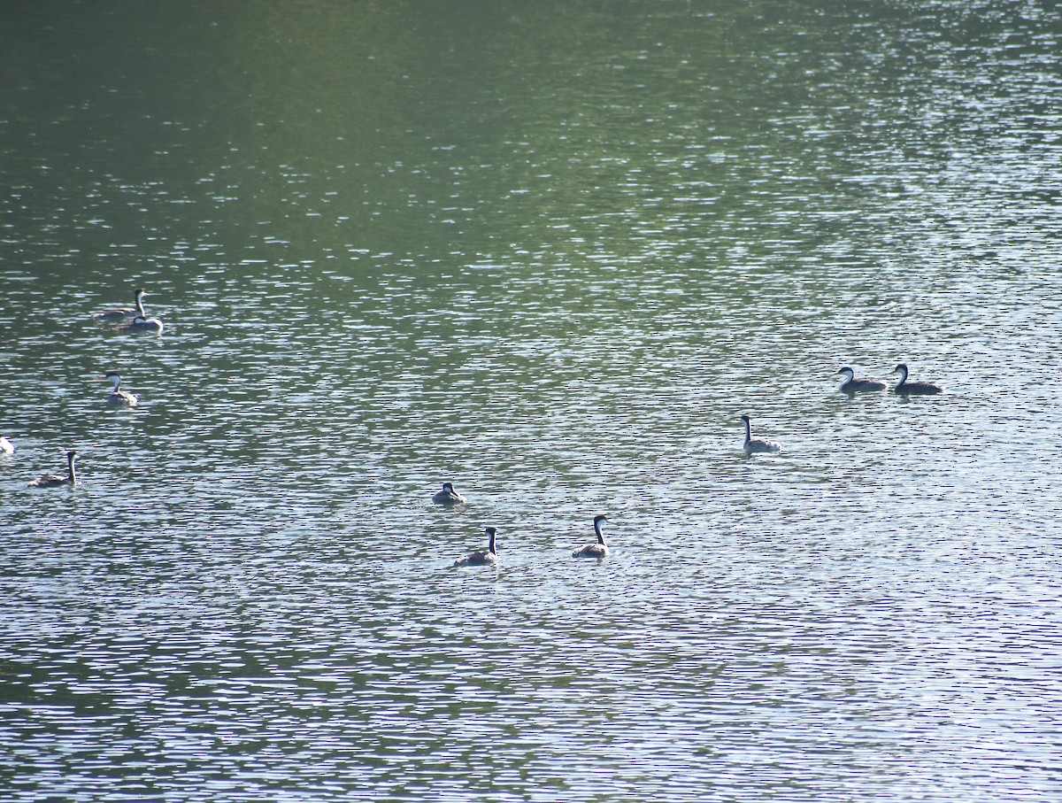 Western Grebe - ML641300996