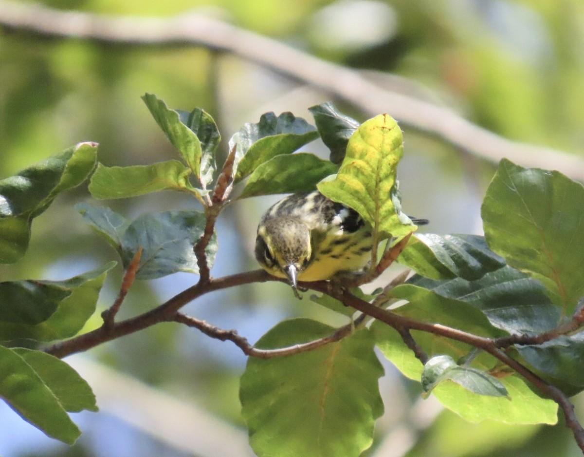 Blackburnian Warbler - ML641300997