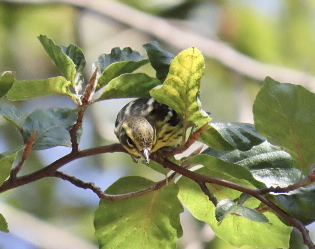 Blackburnian Warbler - ML641300998
