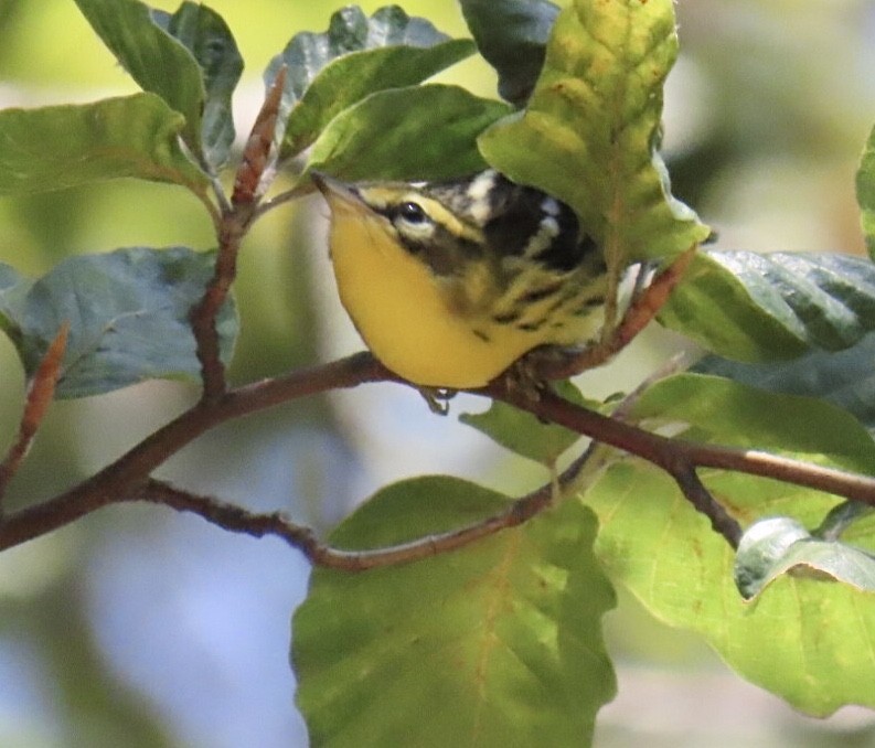 Blackburnian Warbler - ML641301003