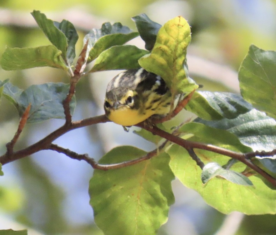 Blackburnian Warbler - ML641301011