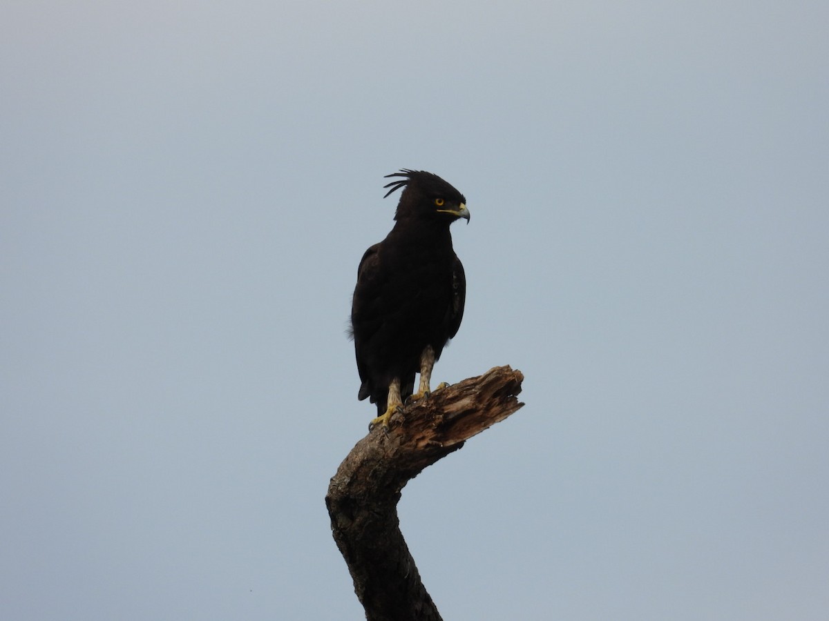 Long-crested Eagle - ML641301023