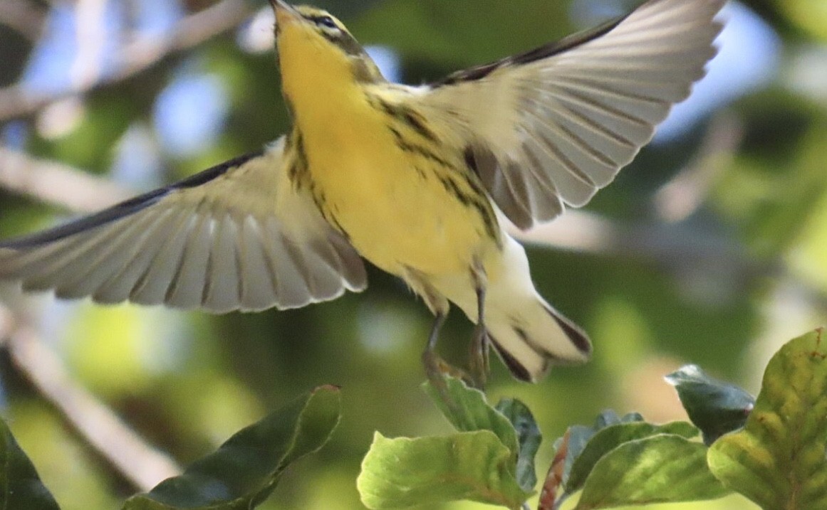 Blackburnian Warbler - ML641301035