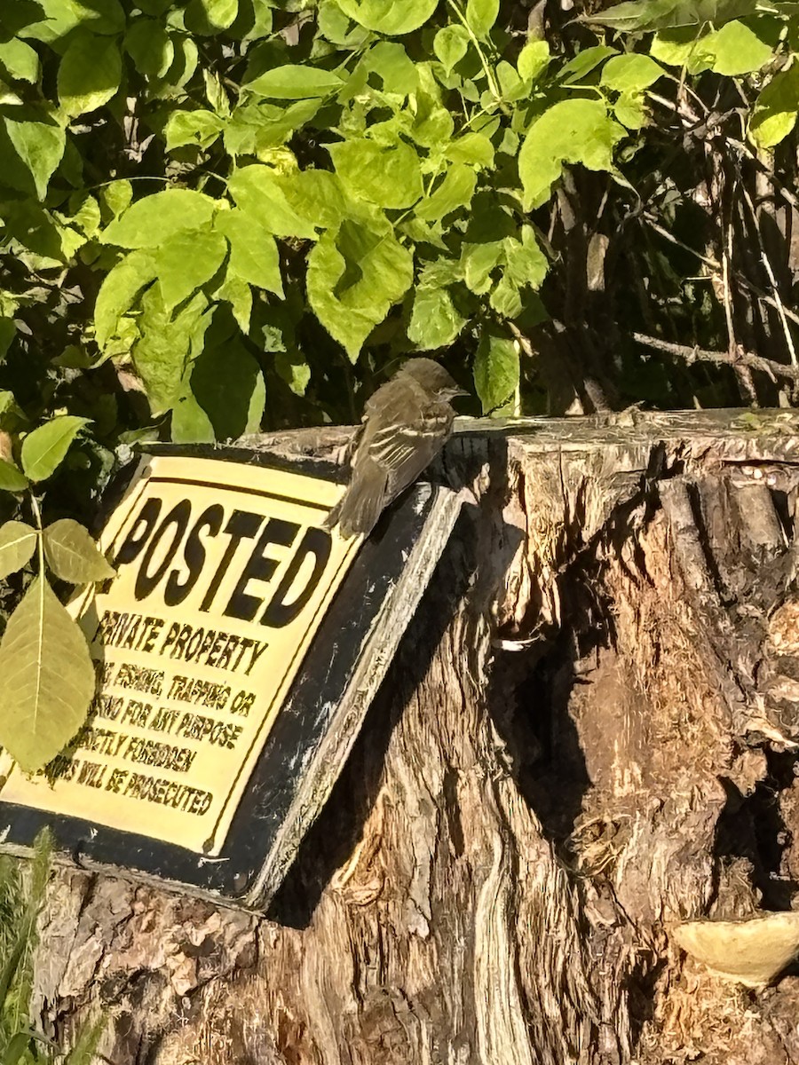 new world flycatcher sp. - ML641301043
