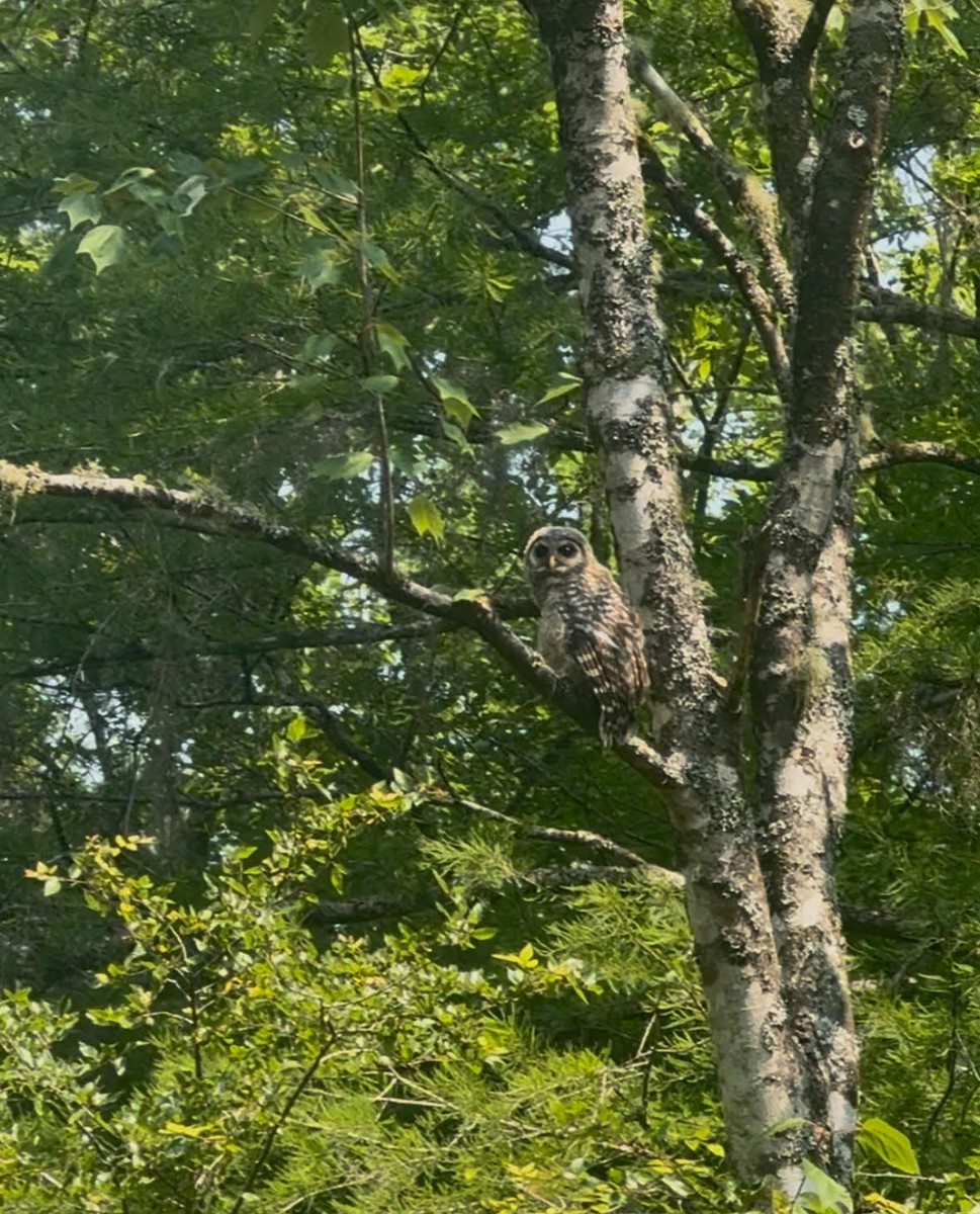 Barred Owl - ML641301078