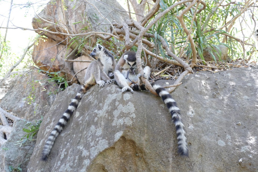 Ring-tailed Lemur - ML641301083