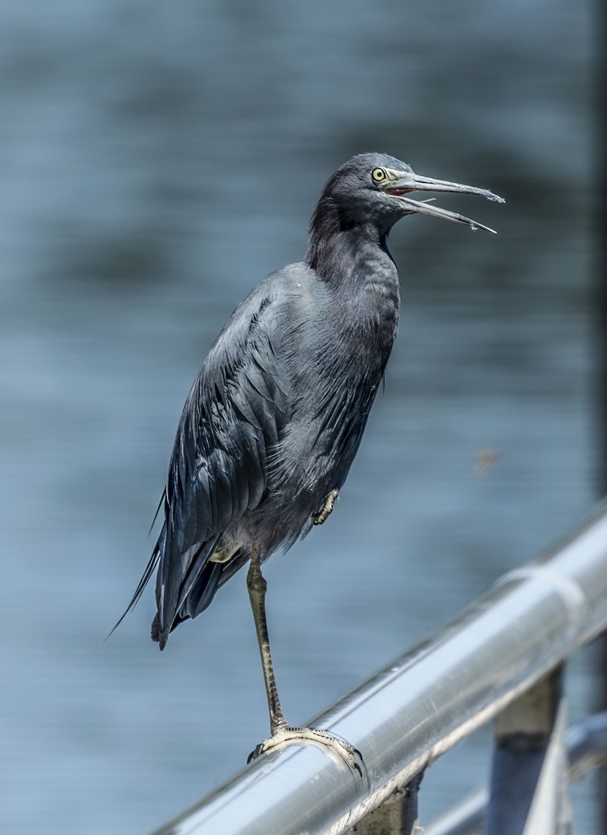 Little Blue Heron - ML641301085