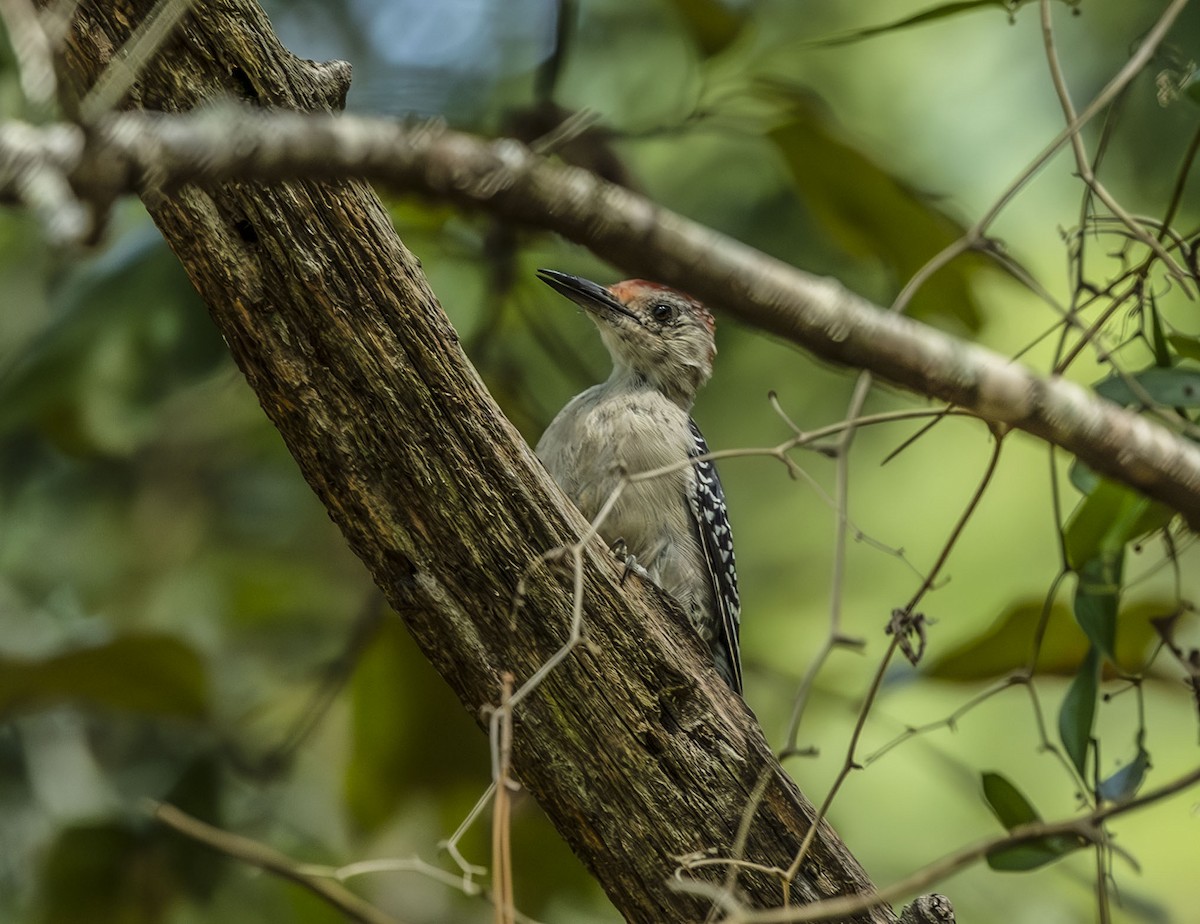 Red-bellied Woodpecker - ML641301087