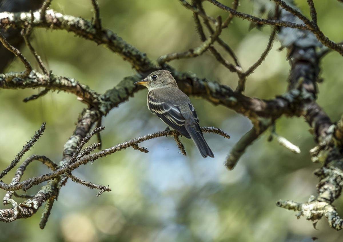 Eastern Wood-Pewee - ML641301092