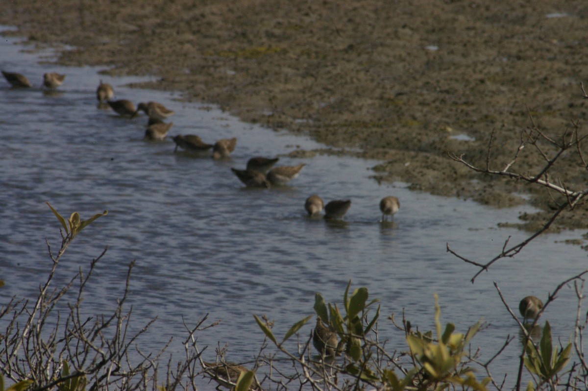 Short-billed Dowitcher - ML641301123