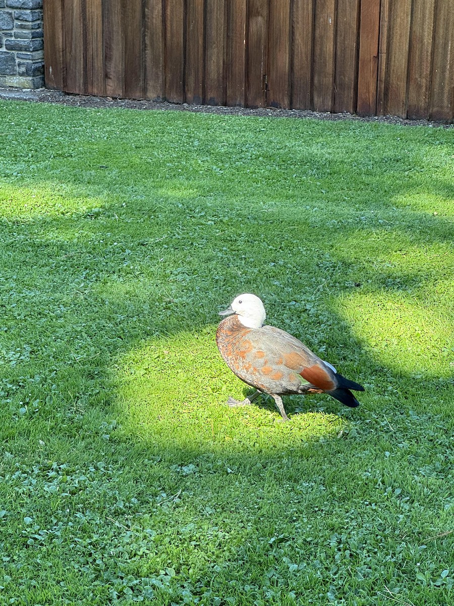 Paradise Shelduck - ML641301147