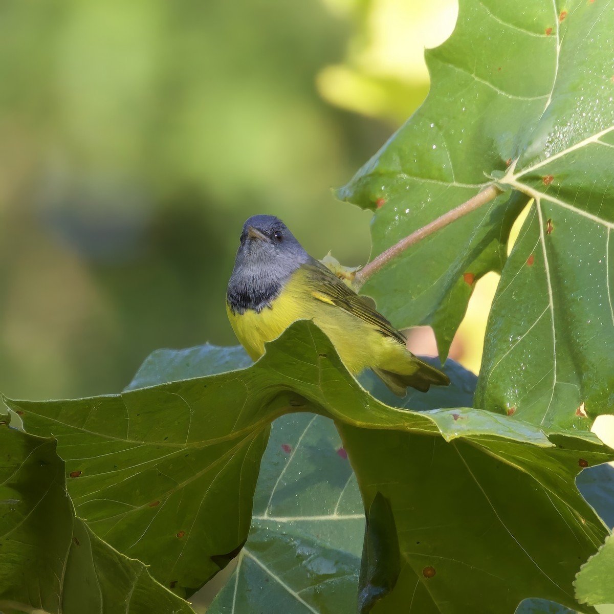 Mourning Warbler - ML641301148