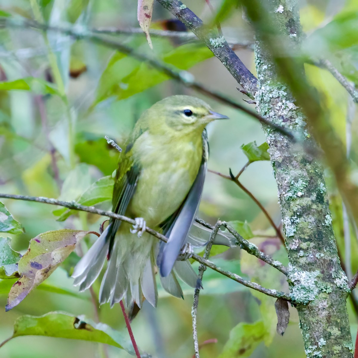 Tennessee Warbler - ML641301155