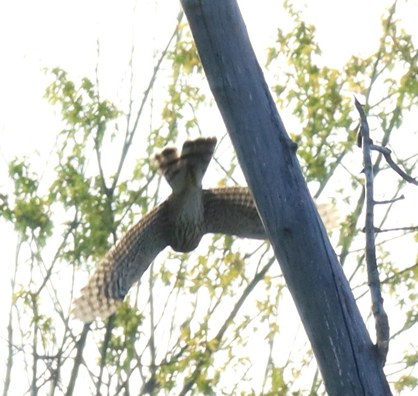 Sharp-shinned Hawk - ML641301182