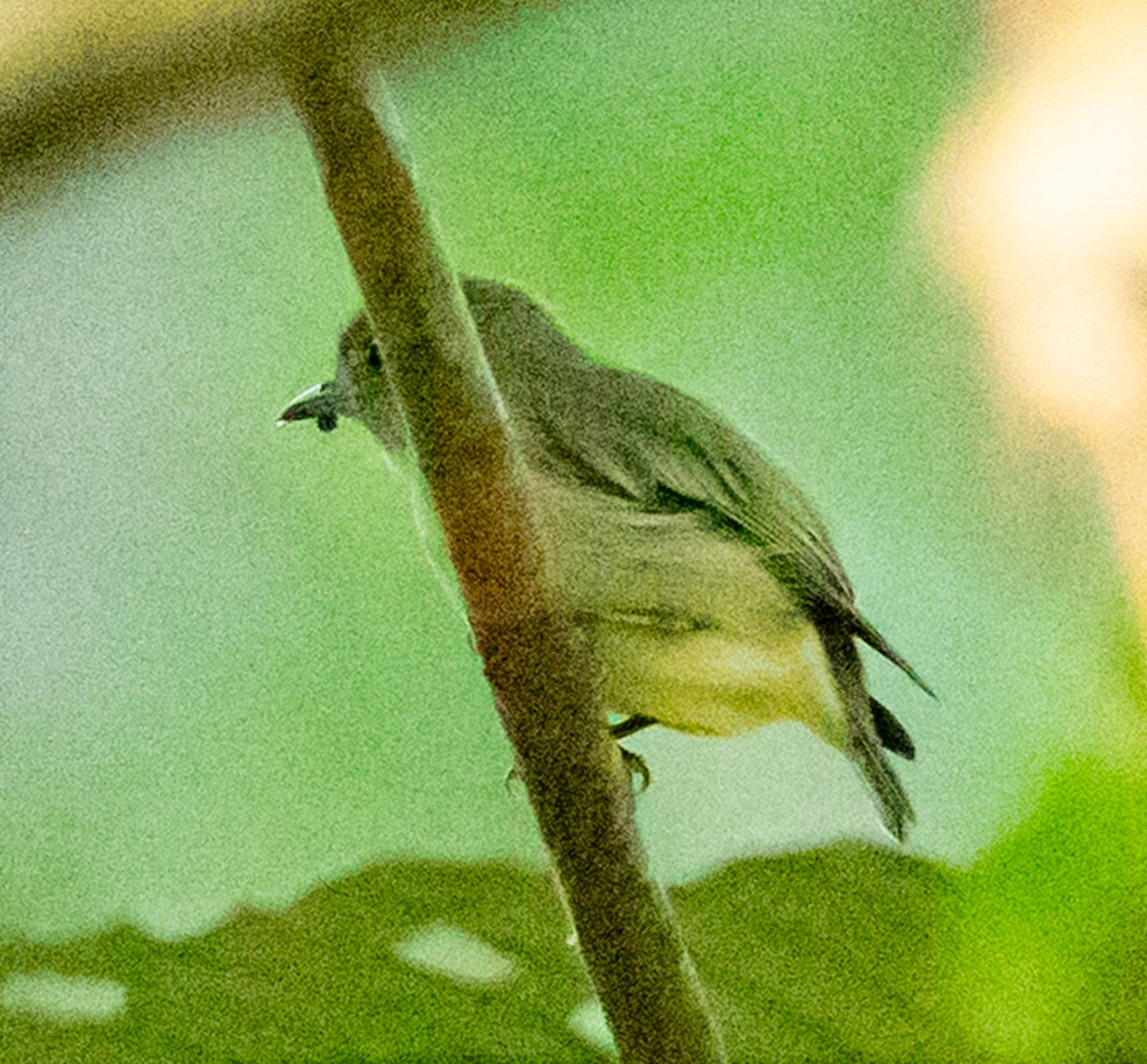Dwarf Tyrant-Manakin - ML641301255