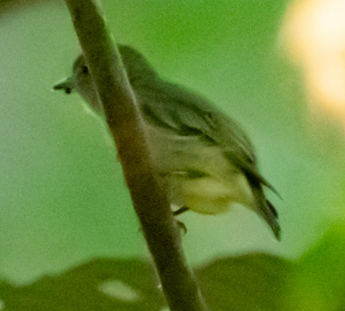 Dwarf Tyrant-Manakin - ML641301257