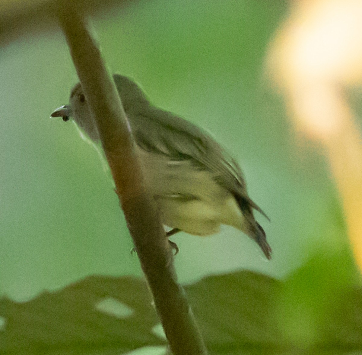 Dwarf Tyrant-Manakin - ML641301258