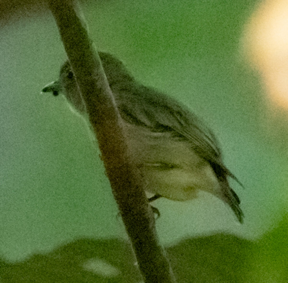 Dwarf Tyrant-Manakin - ML641301259