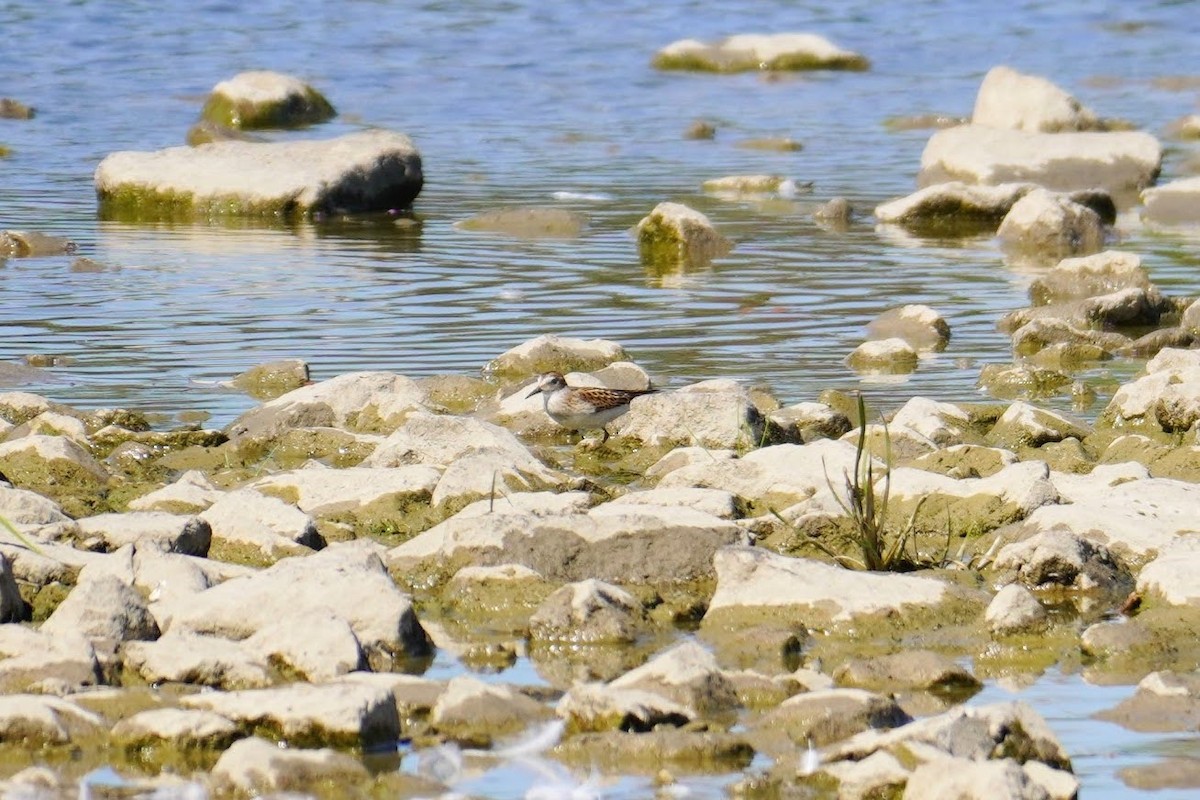 Least Sandpiper - ML641301321