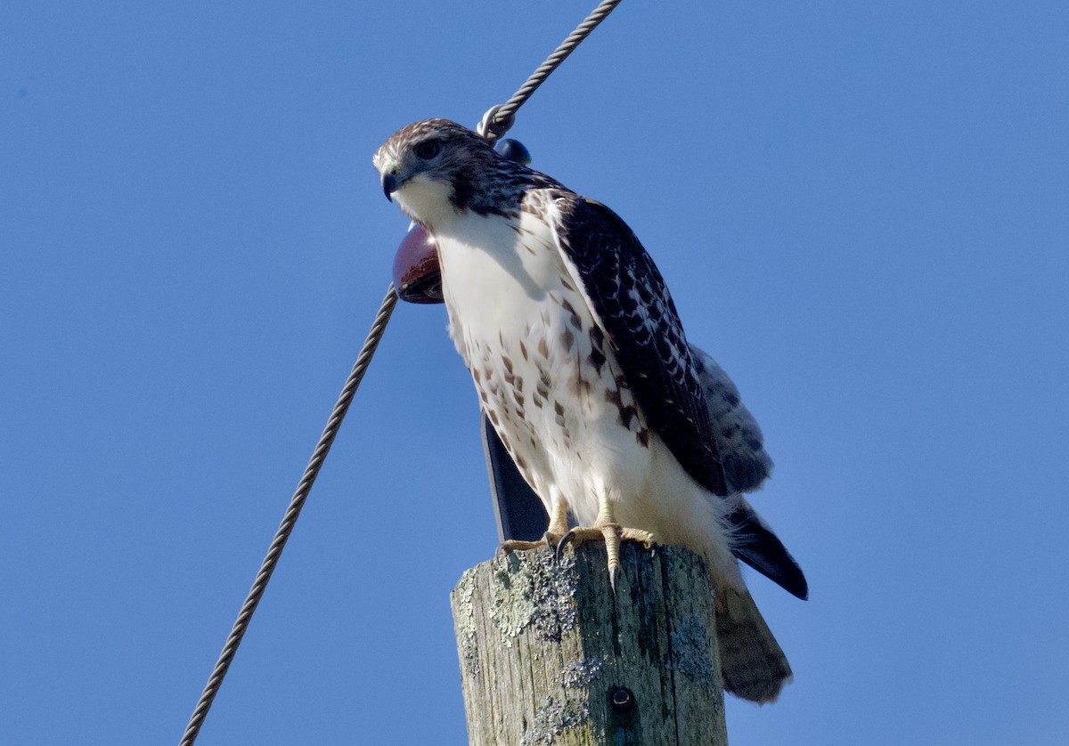 Red-tailed Hawk - ML641301342