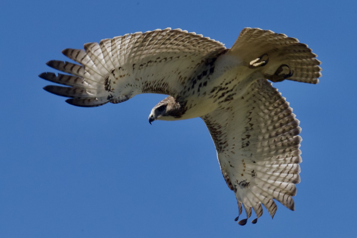 Red-tailed Hawk - ML641301343