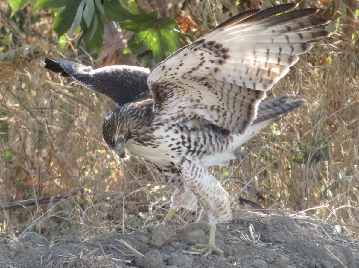 Red-tailed Hawk - ML641301349