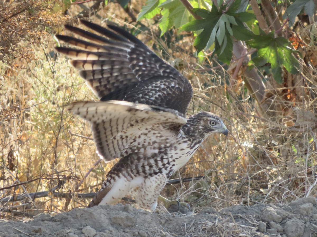 Red-tailed Hawk - ML641301351