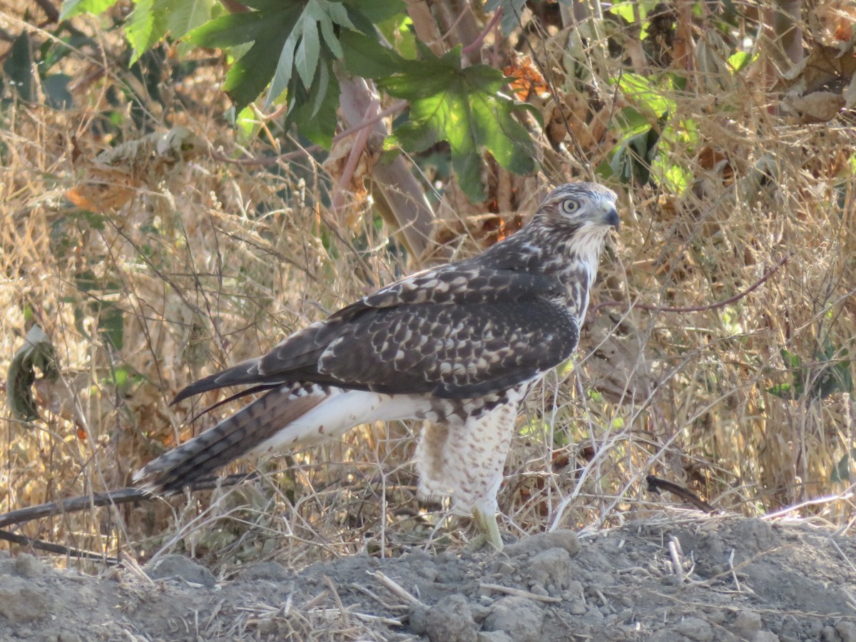 Red-tailed Hawk - ML641301352