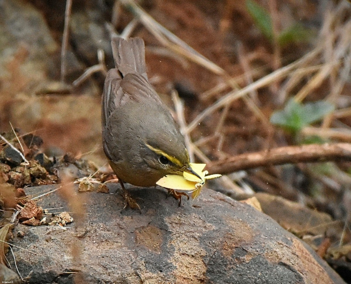 Sulphur-bellied Warbler - ML641301353