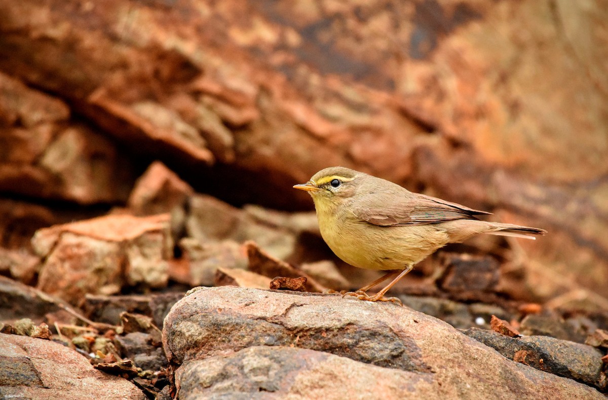 Sulphur-bellied Warbler - ML641301355